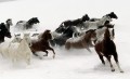 running horses on snow